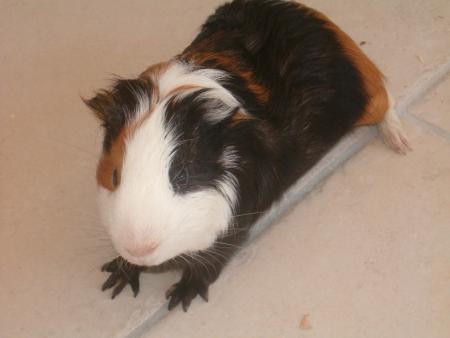 mon cochon