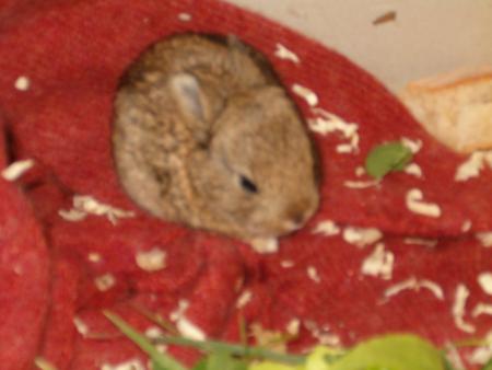 mon lapin